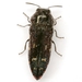 Acmaeodera uvaldensis - Photo (c) Mike Quinn, Austin, TX, some rights reserved (CC BY-NC), uploaded by Mike Quinn, Austin, TX