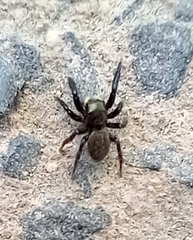 Euophrys herbigrada
