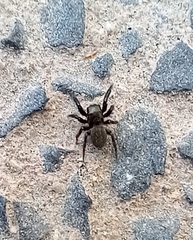 Euophrys herbigrada