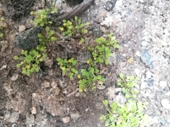 Nananthea perpusilla