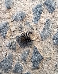 Euophrys herbigrada