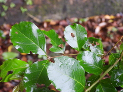 Choreutis amethystodes