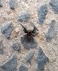 Euophrys herbigrada