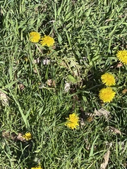 Taraxacum
