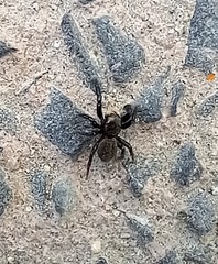 Euophrys herbigrada