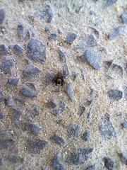 Euophrys herbigrada