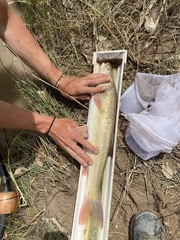 Ptychocheilus lucius