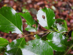 Choreutis amethystodes