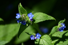 Pentaglottis sempervirens