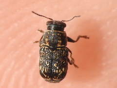 Pachybrachis impurus