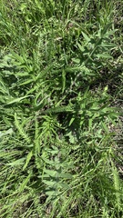 Cirsium decussatum