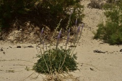 Lupinus excubitus austromontanus