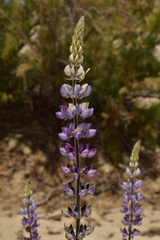 Lupinus excubitus austromontanus