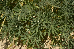 Lupinus excubitus austromontanus