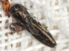 Agrilus addendus