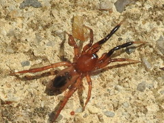 Drassyllus