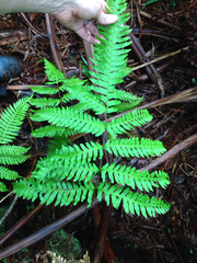 Pteris excelsa