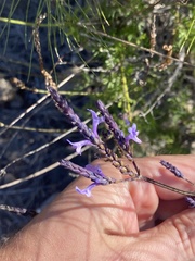 Lavandula canariensis subsp. canariensis image