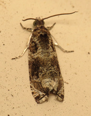 Olethreutes appendiceum