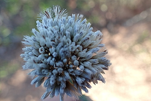Image of Metalasia acuta by no rights reserved