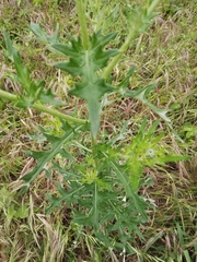 Cirsium engelmannii