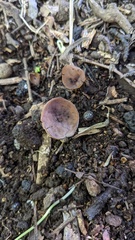 Sclerotiniaceae