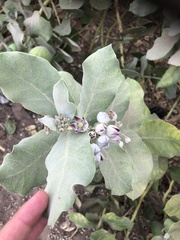 Calotropis procera
