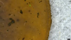 Sclerotiniaceae