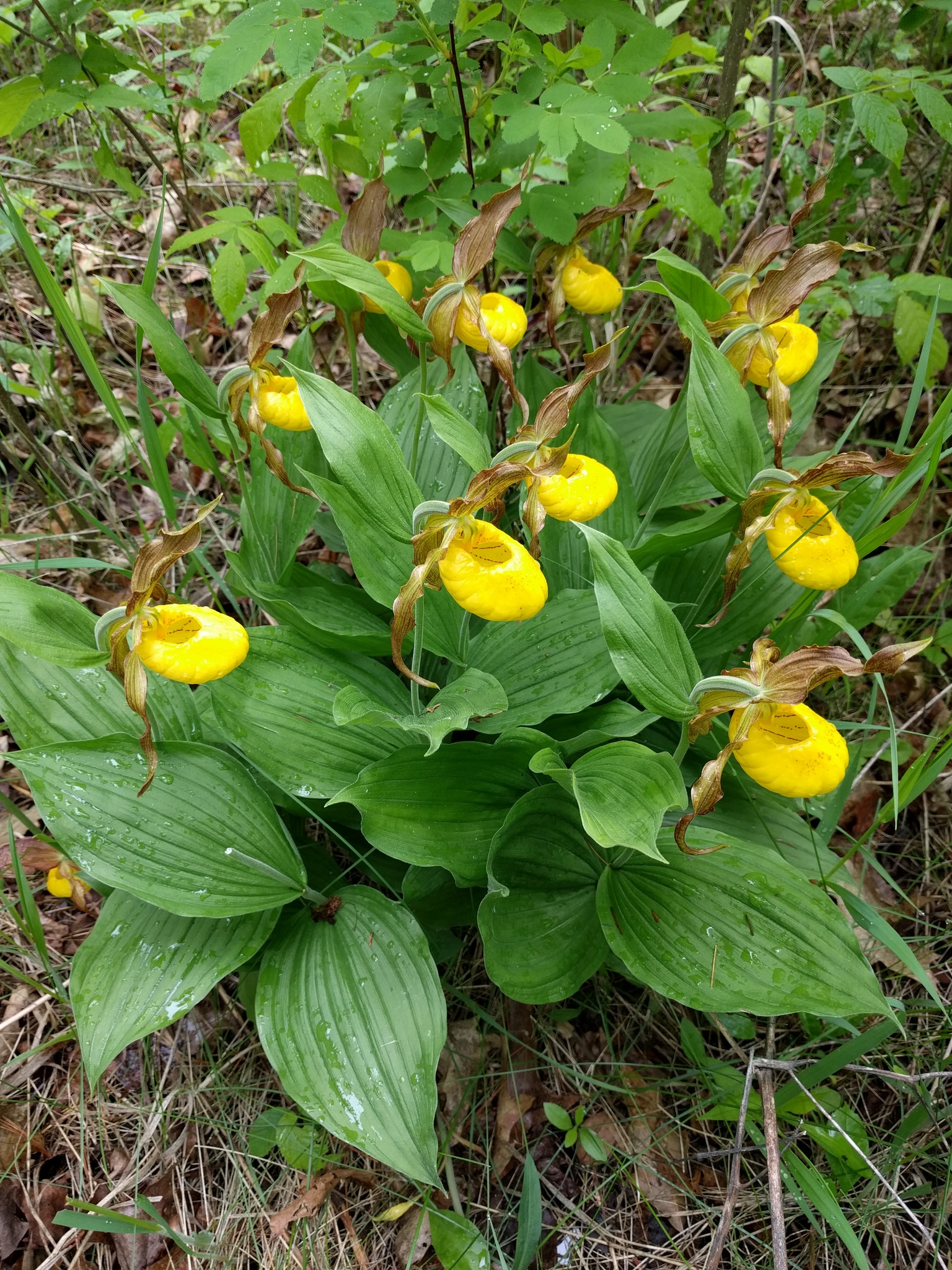 Cypripedium parviflorum var. pubescens