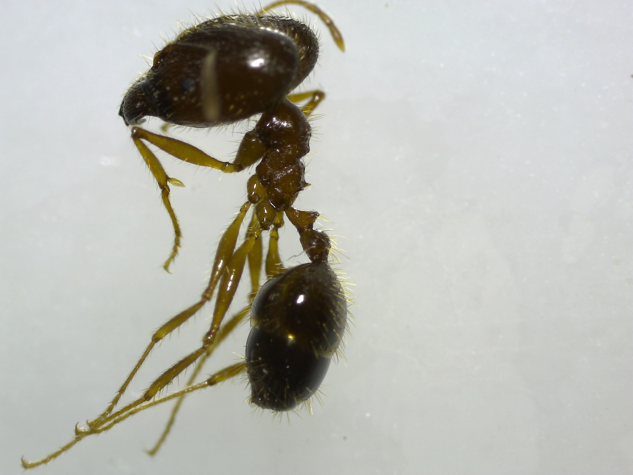 Pheidole multidens