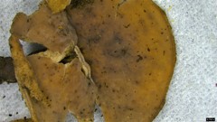 Sclerotiniaceae