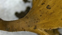 Sclerotiniaceae