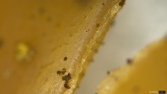 Sclerotiniaceae