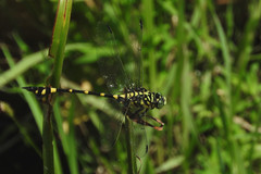 Ictinogomphus pertinax