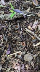 Sclerotiniaceae