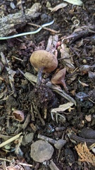 Sclerotiniaceae
