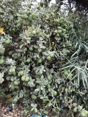 Calotropis procera