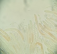 Sclerotiniaceae