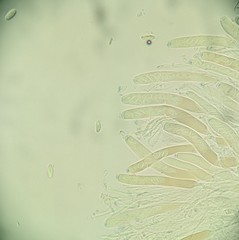 Sclerotiniaceae