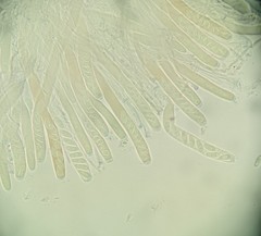 Sclerotiniaceae
