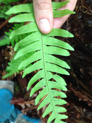 Pteris excelsa