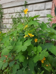 Chelidonium majus