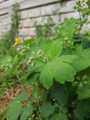 Chelidonium majus