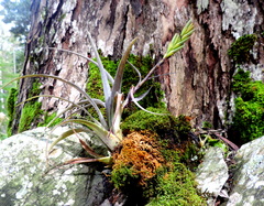 Tillandsia polystachia