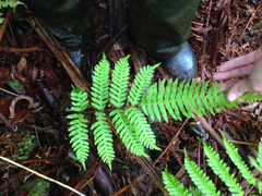 Pteris excelsa