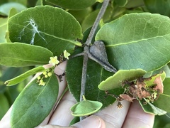 Elaeodendron xylocarpum