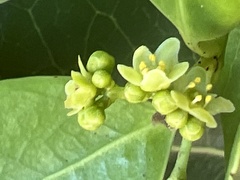 Elaeodendron xylocarpum