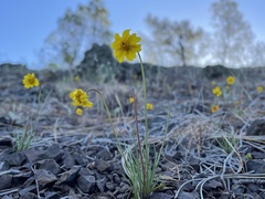 Leptosyne douglasii