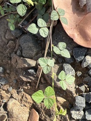 Rhynchosia reticulata