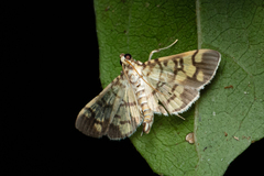 Lygropia distorta